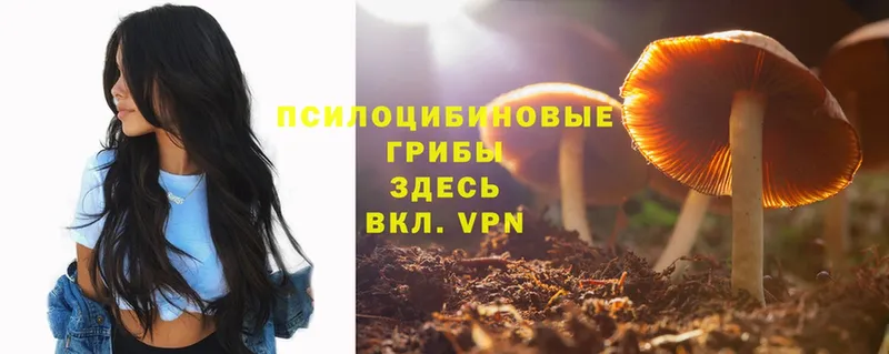 где продают наркотики  Кореновск  Галлюциногенные грибы Cubensis 